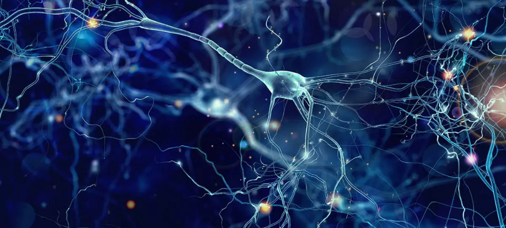 neurons