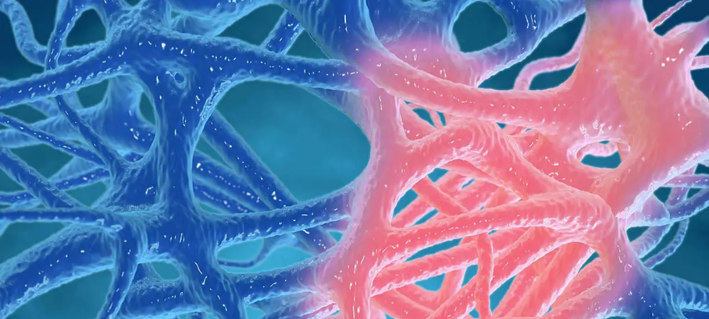 neurons