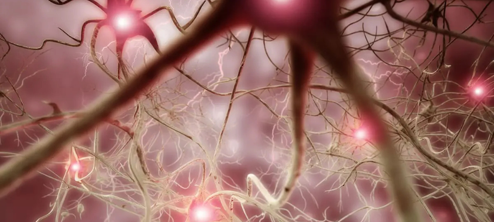 neurons