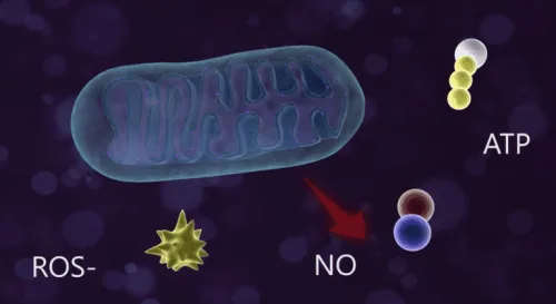 Mitochondria